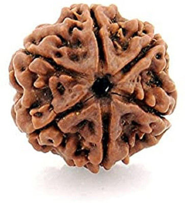 CEYLONMINE 6 Mukhi Rudraksha Beads Natural Shiv Beads Astrological Purpose Beads Stone
