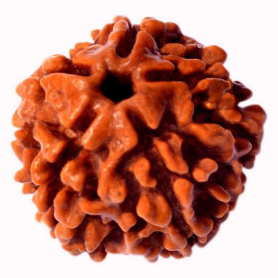 RATAN BAZAAR 5 Mukhi Rudraksha Beads Original Shiv Shakti Beads Beads Astrological Purpose Beads Stone