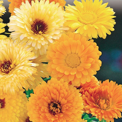 Kofy Calendula (Marigold) Mixed Seed(50 per packet)