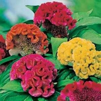 Kofy Celosia (wool flower) Seed(20 per packet)