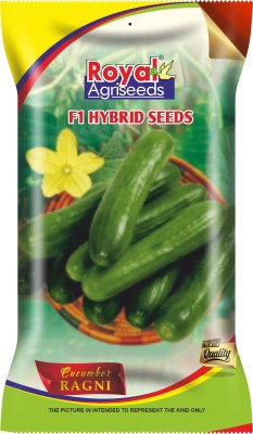 ROYAL AGRISEEDS CUCUMBER SEEDS Seed(50 per packet)