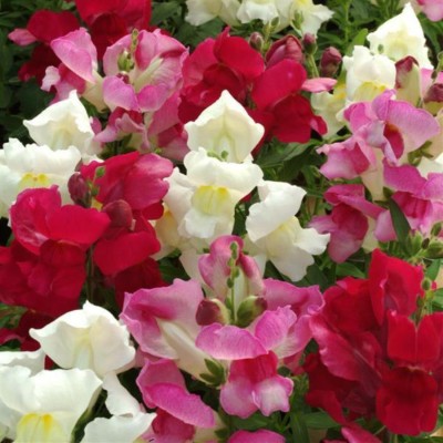 Kofy Antirrhinum F1 Snap Shot Mixed Seed(20 per packet)