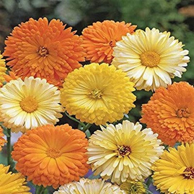 Bensaq Calendula (Pot Marigold) Flower Seeds | High Germination Seed(100 per packet)