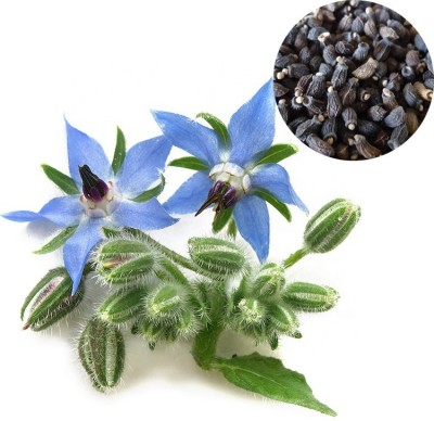 syed garden borage seed, pack of 30 seed Seed(30 per packet)