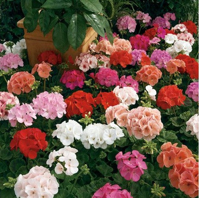 GREENBAAG Geranium Mixed Seed(10 per packet)