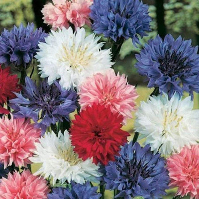 Kofy Centaurea Mixed (cornflower) Seed(20 per packet)