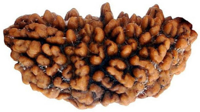 Takshila Gems Natural 1 Mukhi Rudraksha Lab Certified 1 Face Rudraksha Wood Pendant