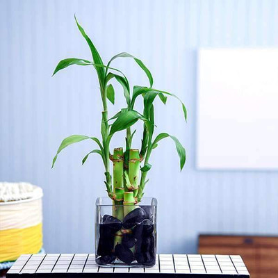 AGAMI Two Layer Bamboo Plant(Hybrid, Pack of 1)