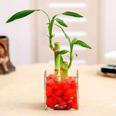 AGAMI Two Layer Bamboo Plant(Hybrid, Pack of 1)