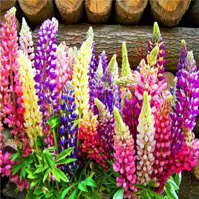 JRYU Lupin Russell Band Of Nobles Flowers Seed(90 per packet)