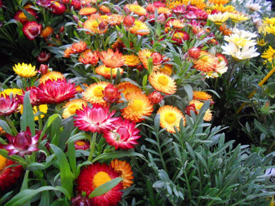 XOLDA Helichrysum Seed(25 per packet)