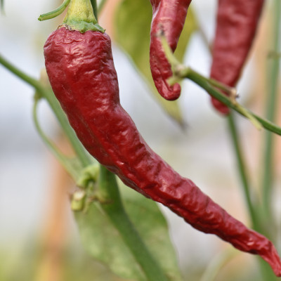 Jevik KASHMIRI MIRCHI SEEDS Seed(180 per packet)