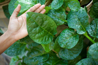 VibeX ® VMR-523 High Yield Basella alba,Malabar Spinach Seed(500 per packet)