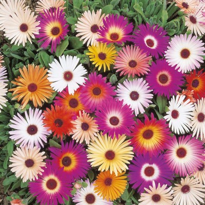FLORICULTURE GREENS Seeds Plants Garden Ice Plant Flower Mix Colour F1 Hybrid Seeds Pack Seed(70 per packet)