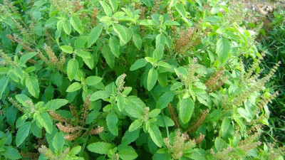 Paudha Tulsi Seed(100 per packet)