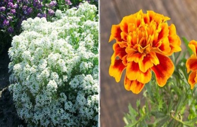 xcentax Marigold, Alyssum whiite Seed(30 per packet)