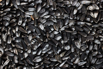 SIDDHARTH Sunflower Seeds Seed(50 per packet)