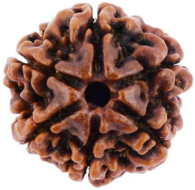 Takshila Gems Natural 6 Mukhi Rudraksha (6 Face Rudraksha) Lab Certified Rudraksha, Six Face Rudraksha Wood Pendant
