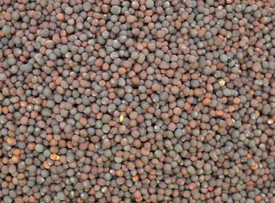 V Seed Turnip 20 Seed Seed(20 per packet)