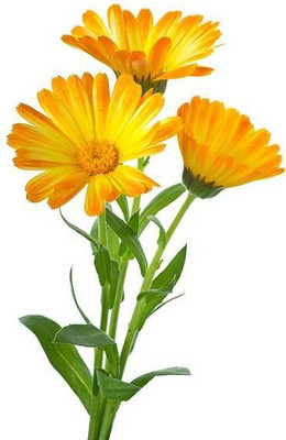 sporos Celendula Seed(25 per packet)
