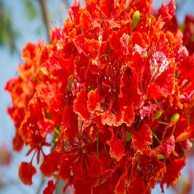 48 Degrees Gulmohar Seeds 50 Gms Seed(50 per packet)