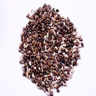 48 Degrees Napier Grass Seeds 100 Gms Seed(100 per packet)