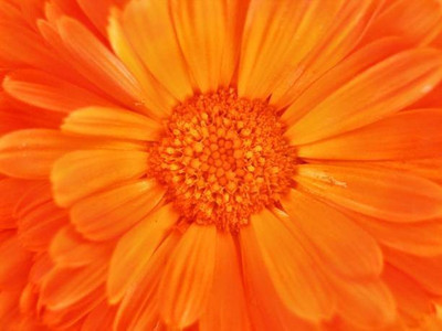 sporos Celendula Seed(25 per packet)