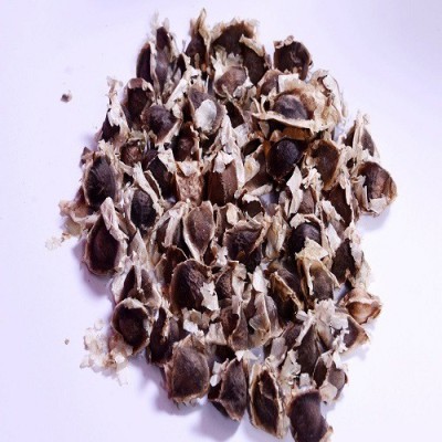 48 Degrees Moringa Seeds 200 Gms Seed(200 per packet)