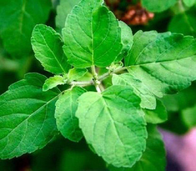 V Seed Basil 20 Seed Seed(20 per packet)