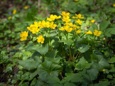 sporos Celendula Seed(10 per packet)