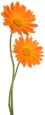 sporos Celendula Seed(25 per packet)