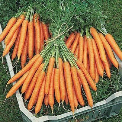 V Seed Carrot / Gajar Orange 50 Seed Seed(50 per packet)