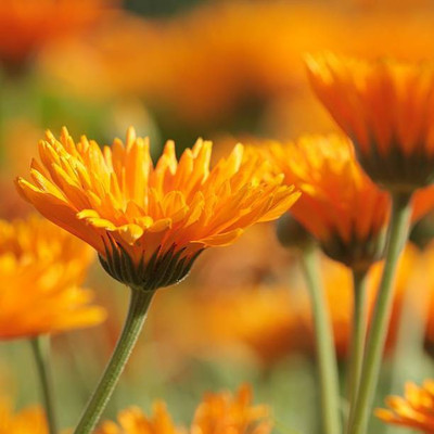 Splorias Calendula Seed(10 per packet)