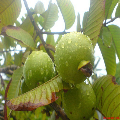 48 Degrees Guvava Seeds Seed(500 per packet)