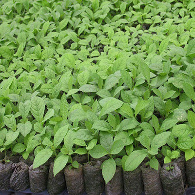 48 Degrees Teak Seeds 200 Gms Seed(200 per packet)