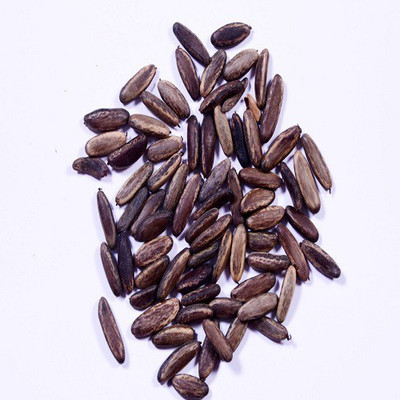 48 Degrees Gulmohar Seeds 100 Gms Seed(100 per packet)