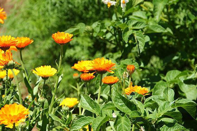 sporos Celendula Seed(15 per packet)