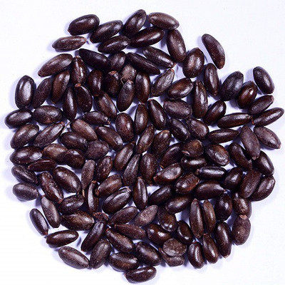 48 Degrees Sitafal Seeds 100 Gms Seed(100 per packet)