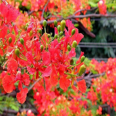 48 Degrees Gulmohar Seeds Seed(500 per packet)