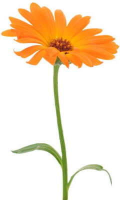 sporos Celendula Seed(25 per packet)