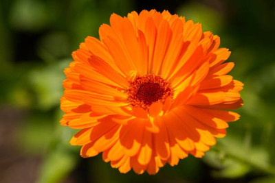sporos Celendula Seed(15 per packet)