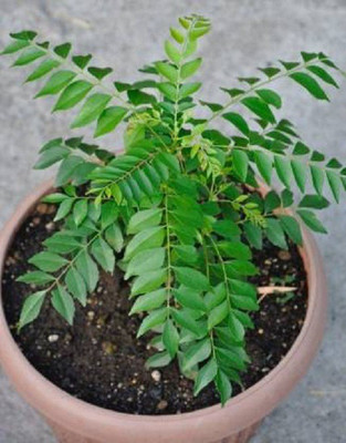 V Seed KariPatta 30 Seed Seed(30 per packet)