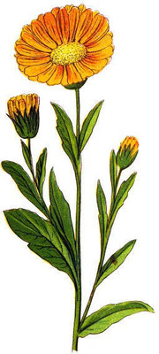 sporos Celendula Seed(25 per packet)