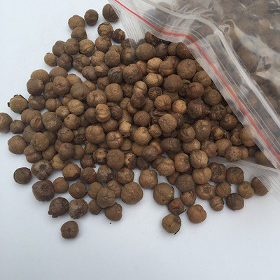 48 Degrees Teak Seeds 100 Gms Seed(100 per packet)