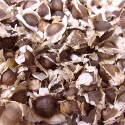 EasySeeds Moringa Seeds, Drumstick Seeds, Sahajan Seeds,Subhanjana,Ben Tree, Moringa Oleifera Seed(100 per packet)