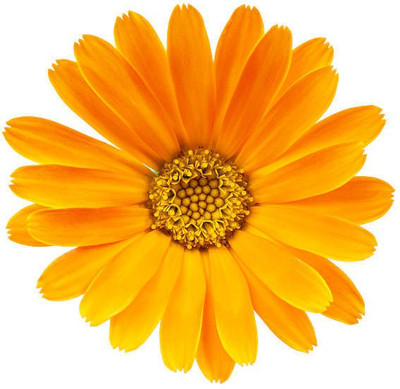 sporos Celendula Seed(20 per packet)