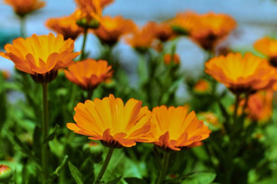 sporos Celendula Seed(40 per packet)