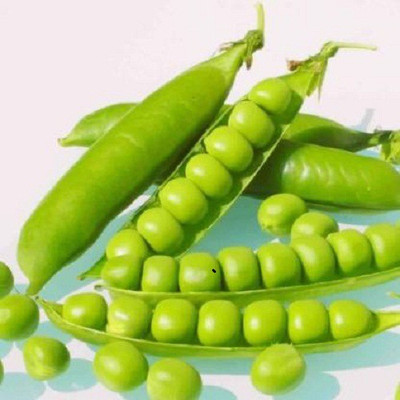 V Seed Matar / Peas 20 Seed Seed(20 per packet)