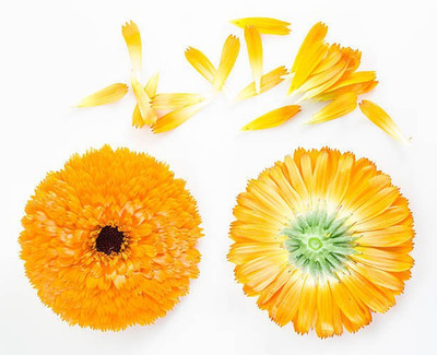 sporos Celendula Seed(20 per packet)