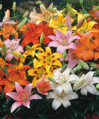 Futaba Colourful Lily Seeds - 50 pcs Seed(50 per packet)
